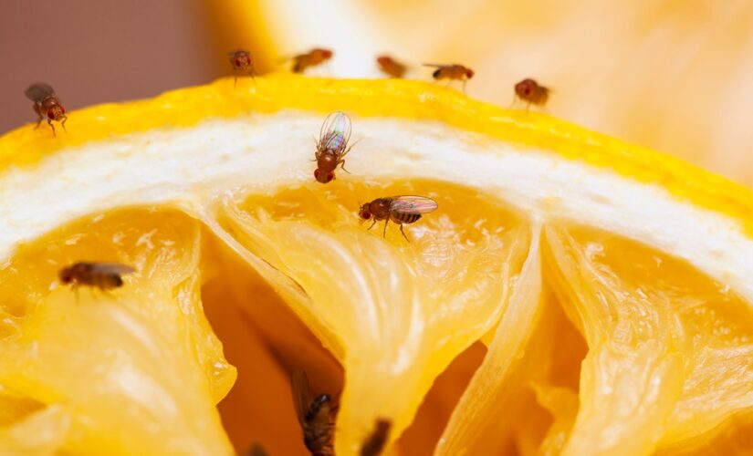 How to prevent fruit flies from infesting your kitchen