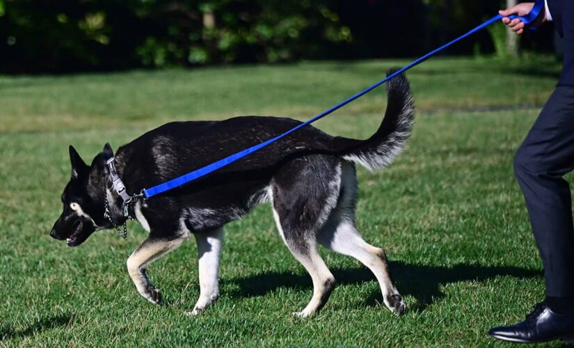 Biden’s dog Major bites another White House employee