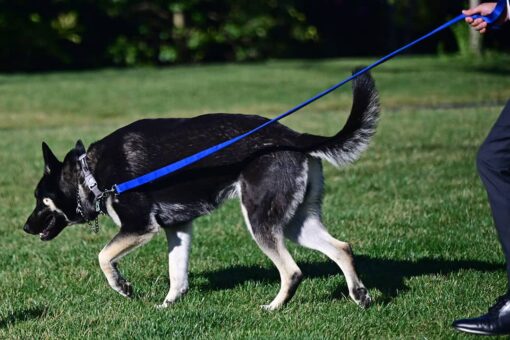 Media obsessed over Major Biden before White House pet became engulfed in biting controversy