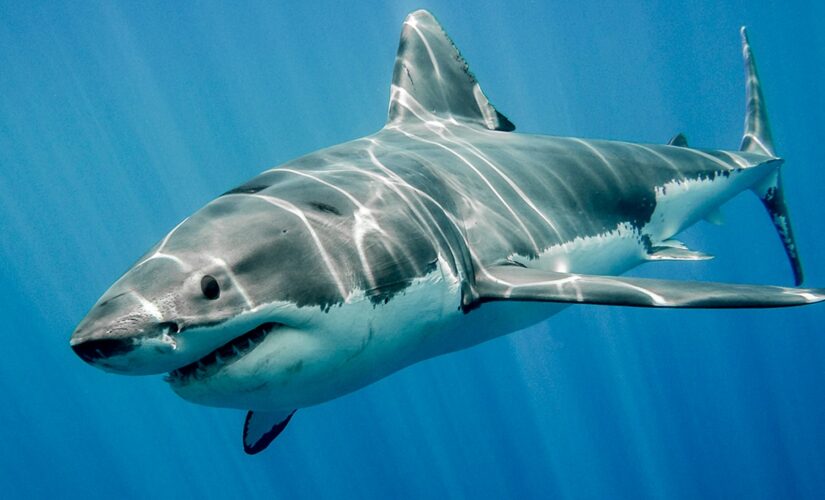Great white shark caught at Florida beach, group catches video to prove it
