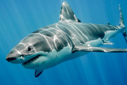 Great white shark caught at Florida beach, group catches video to prove it