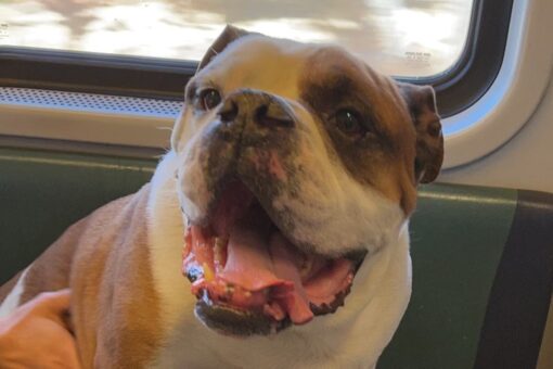Lost bulldog rescued from train tracks by Long Island Rail Road crew