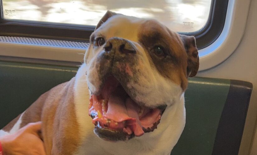Lost bulldog rescued from train tracks by Long Island Rail Road crew