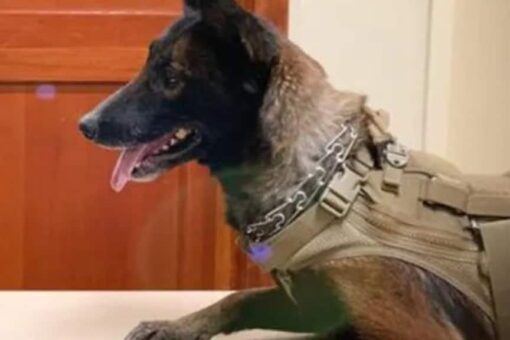 Oregon police department changes K9’s name, Lil Kim, after controversy