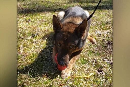 North Carolina police officer resigns over disturbing K-9 video