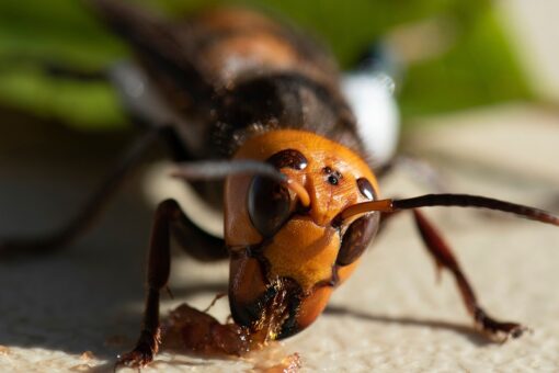 Scientists in US, Canada gear up for battle against murder hornets