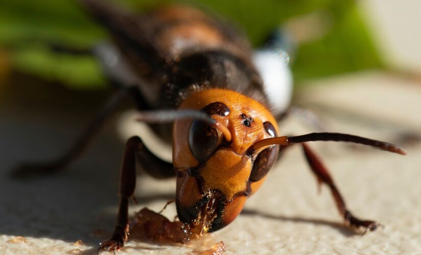 Scientists in US, Canada gear up for battle against murder hornets