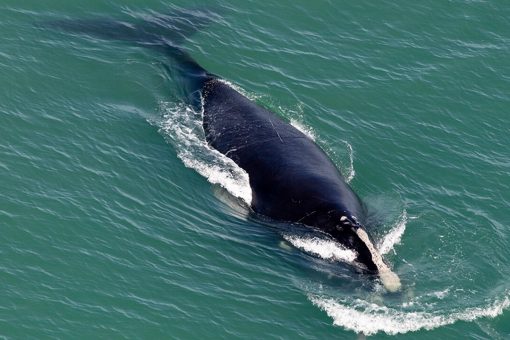 Endangered right whale found dead off South Carolina beach