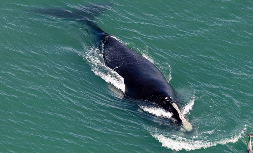Endangered right whale found dead off South Carolina beach