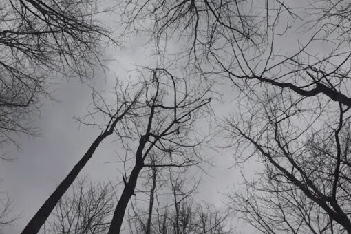 Atlanta food forest becomes a resource for those in need amid the pandemic
