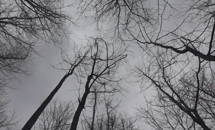 Atlanta food forest becomes a resource for those in need amid the pandemic