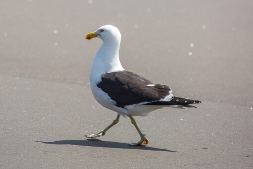 Man who grabbed fry-stealing seagull amuses TikTok, enrages animal rights supporters