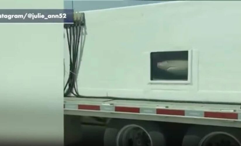 Sharks seen swimming in tank on interstate in Baltimore