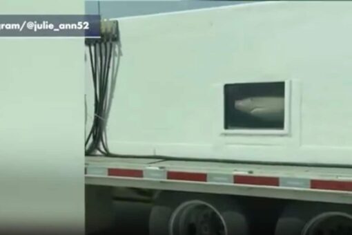 Sharks seen swimming in tank on interstate in Baltimore