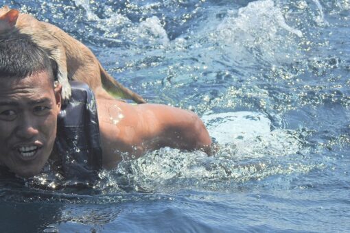 Thai navy sailors rescue cats from sinking ship that caught on fire