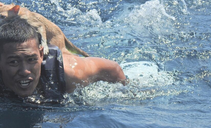 Thai navy sailors rescue cats from sinking ship that caught on fire