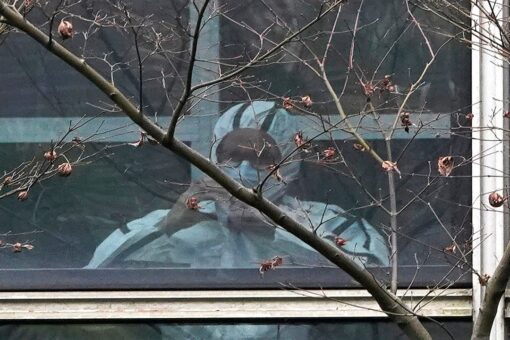 WHO-China report claims coronavirus lab leak ‘extremely unlikely,’ suggests animal-human transmission