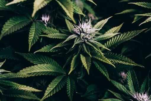 Mexican lawmakers advance bill to legalize recreational marijuana