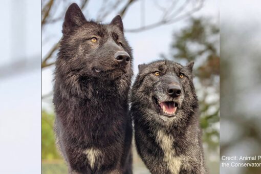 North Carolina sanctuary worker attacked by wolves, same preserve where lion killed intern in 2018
