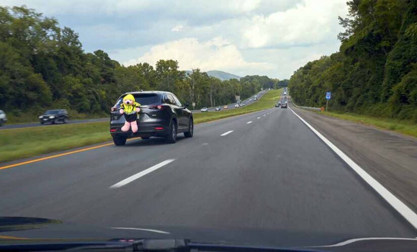 Giant pink bear strapped to car reveals a lot driver awareness