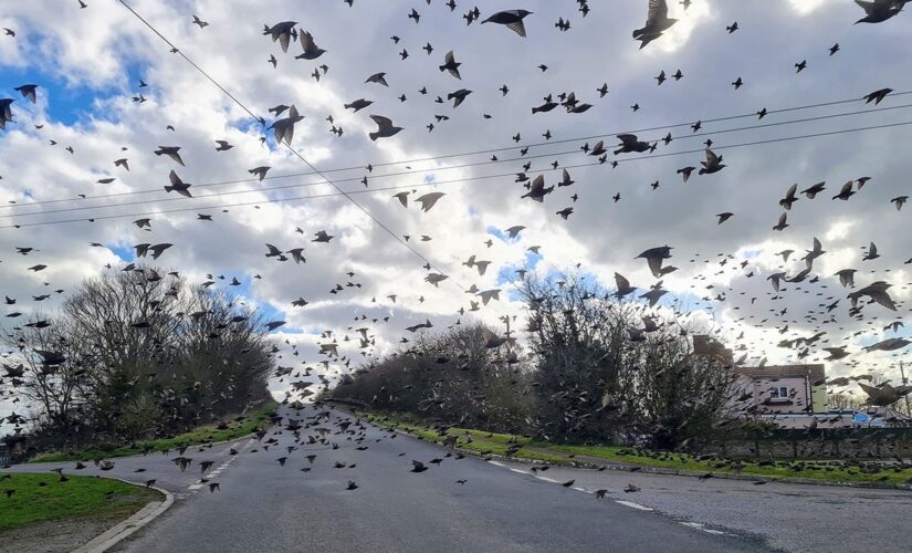 Flock of birds surrounds car in breathtaking photo