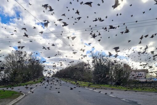 Flock of birds surrounds car in breathtaking photo