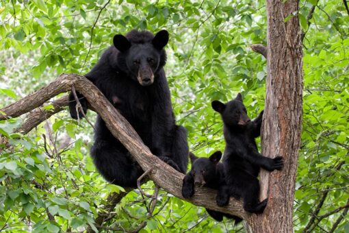 Bears break into California home, property ‘torn apart,’ deputies say