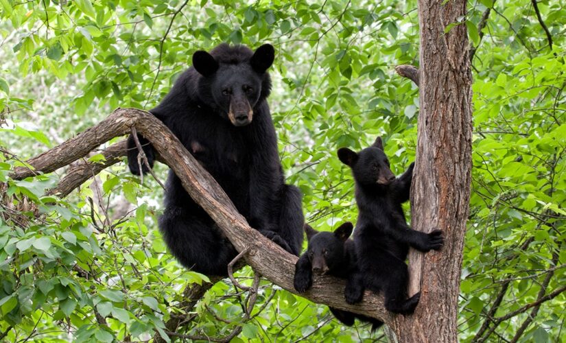 Bears break into California home, property ‘torn apart,’ deputies say