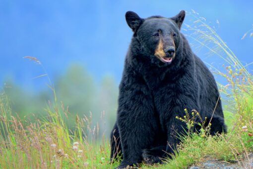 Missouri announces first black bear hunting season this fall