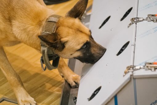 NASCAR to use COVID-detecting dogs at Atlanta Motor Speedway races
