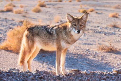 Coyote that terrorized Bay Area is euthanized following capture
