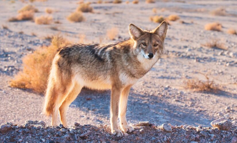 Coyote that terrorized Bay Area is euthanized following capture