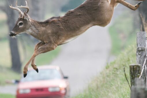 Dashcam captures deer herd gallop into BMW