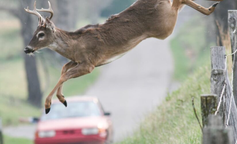 Dashcam captures deer herd gallop into BMW