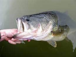 Auburn bass fishing team suspended for year over COVID-19 violation: report