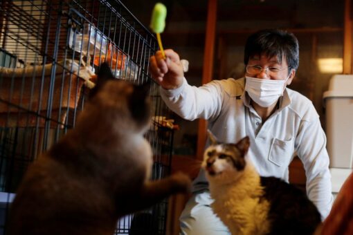 Japanese man in Fukushima rescues cats, other animals abandoned in nuclear zone