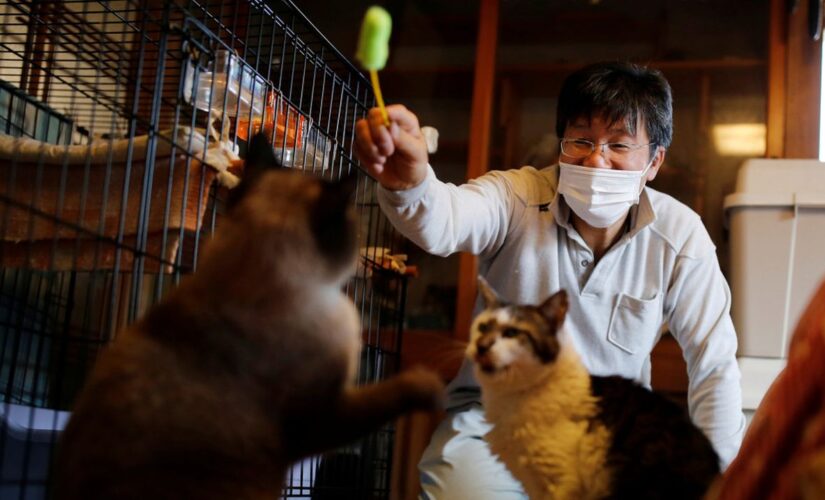 Japanese man in Fukushima rescues cats, other animals abandoned in nuclear zone