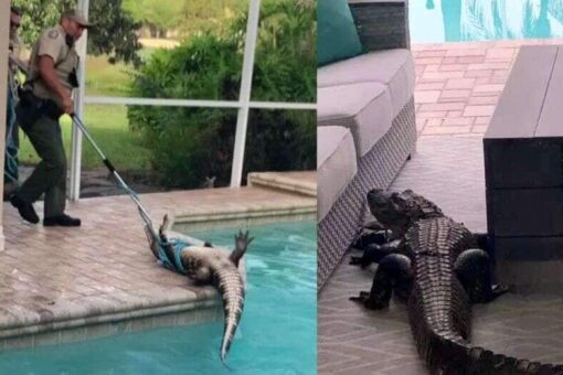 Florida couple enjoys coffee while watching alligator swim in pool