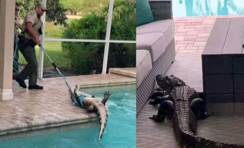 Florida couple enjoys coffee while watching alligator swim in pool