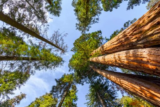 California mom and dad of 5 killed when 175-foot-tall redwood crashes on car: report