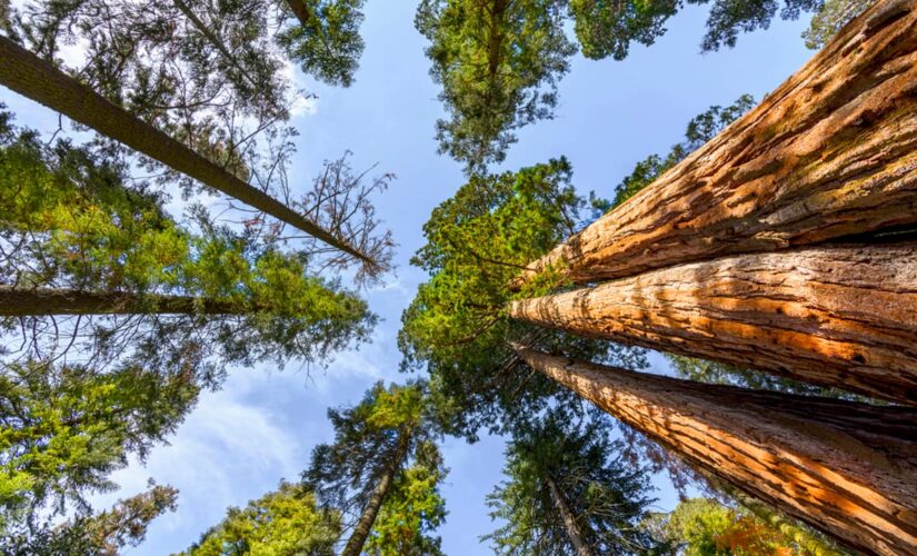 California mom and dad of 5 killed when 175-foot-tall redwood crashes on car: report