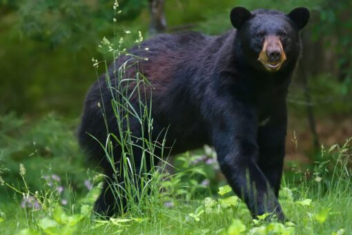 Virginia sees the second best bear hunting season ever recorded