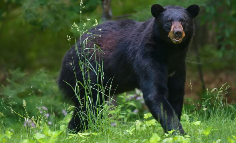 Virginia sees the second best bear hunting season ever recorded