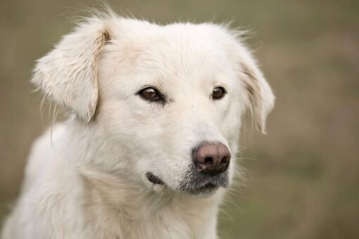 Hero dog protects owner, blocks road when woman suffered sudden seizure: ‘A very good friend’