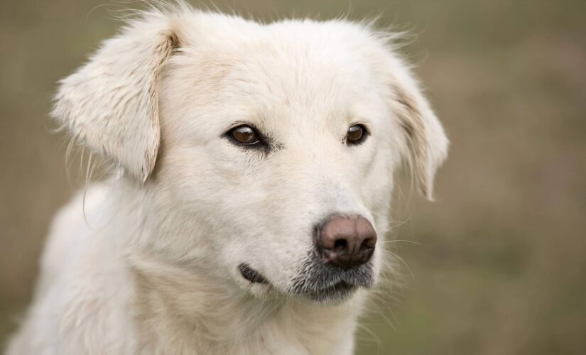 Hero dog protects owner, blocks road when woman suffered sudden seizure: ‘A very good friend’