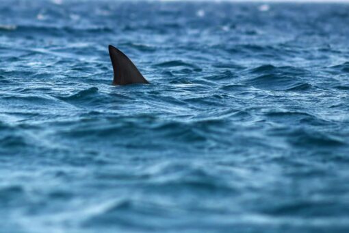 Miami Beach shark attack sends 9-year-old boy to hospital