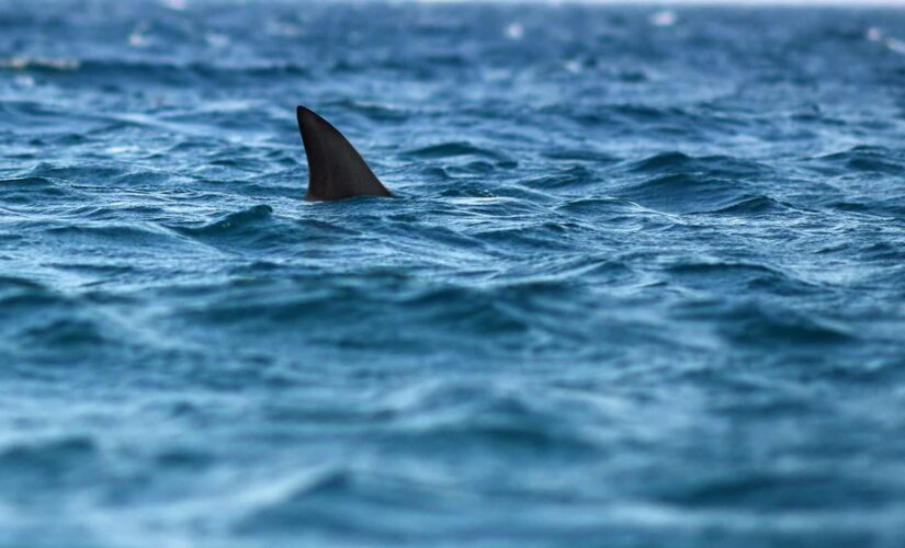 Miami Beach shark attack sends 9-year-old boy to hospital