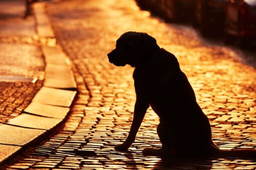Nebraska dog rescue reunites Iowa woman with pet that wandered 100 miles