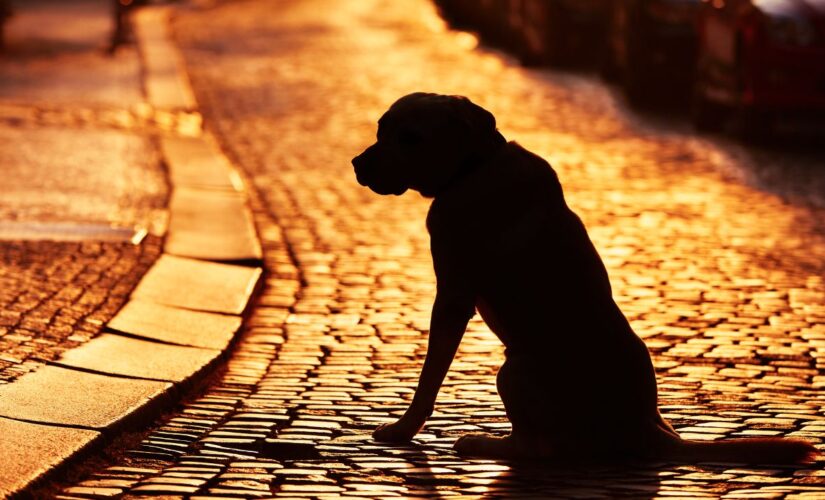 Nebraska dog rescue reunites Iowa woman with pet that wandered 100 miles