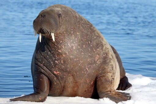 Walrus spotted for the first time ever in Ireland